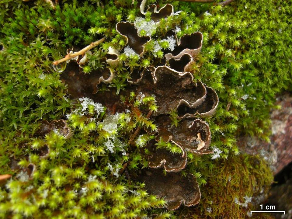 Peltigera castanea image