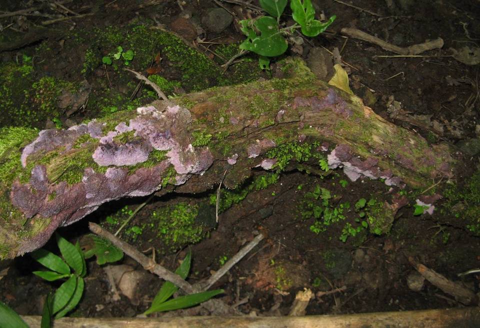 Punctularia atropurpurascens image