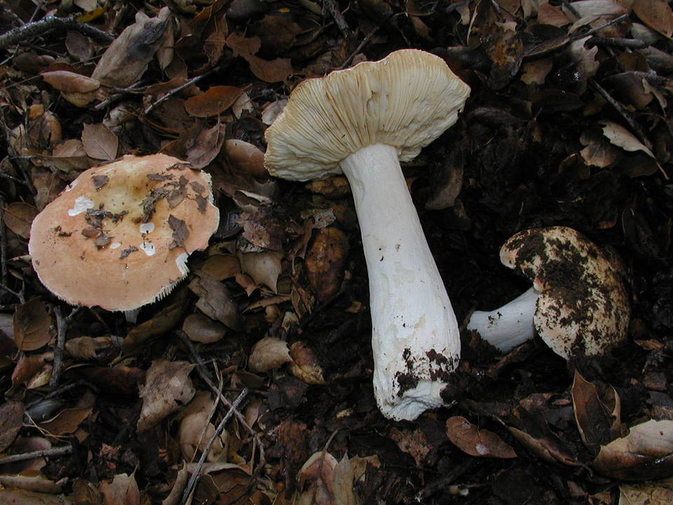 Russula maculata image