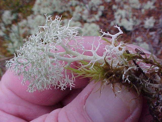 Cladina arbuscula image