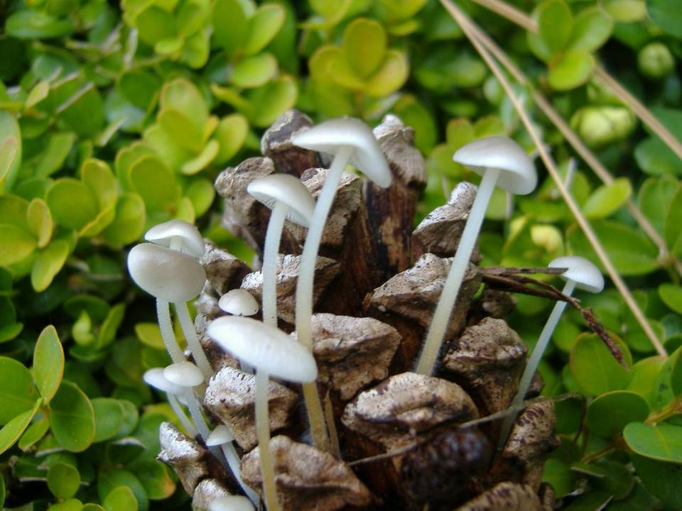 Strobilurus albipilatus image