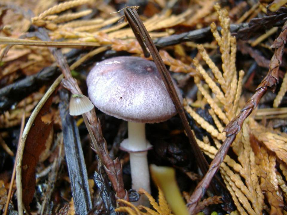 Lepiota roseolivida image