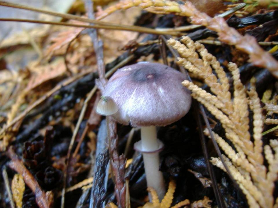 Lepiota roseolivida image