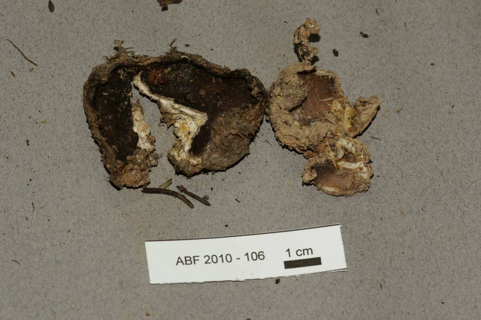 Sarcosphaera crassa image
