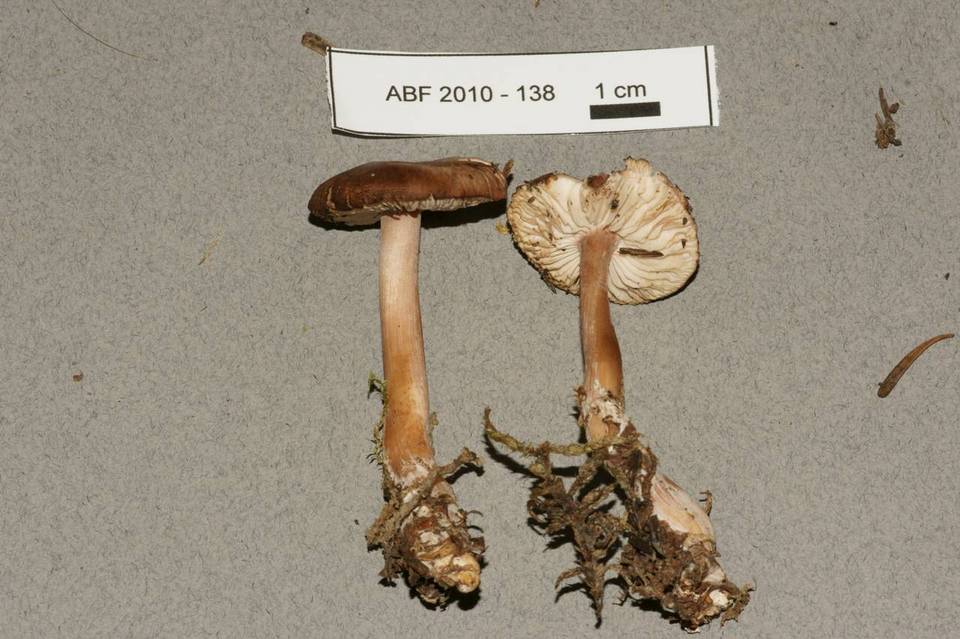 Gymnopus butyraceus-trichopus image