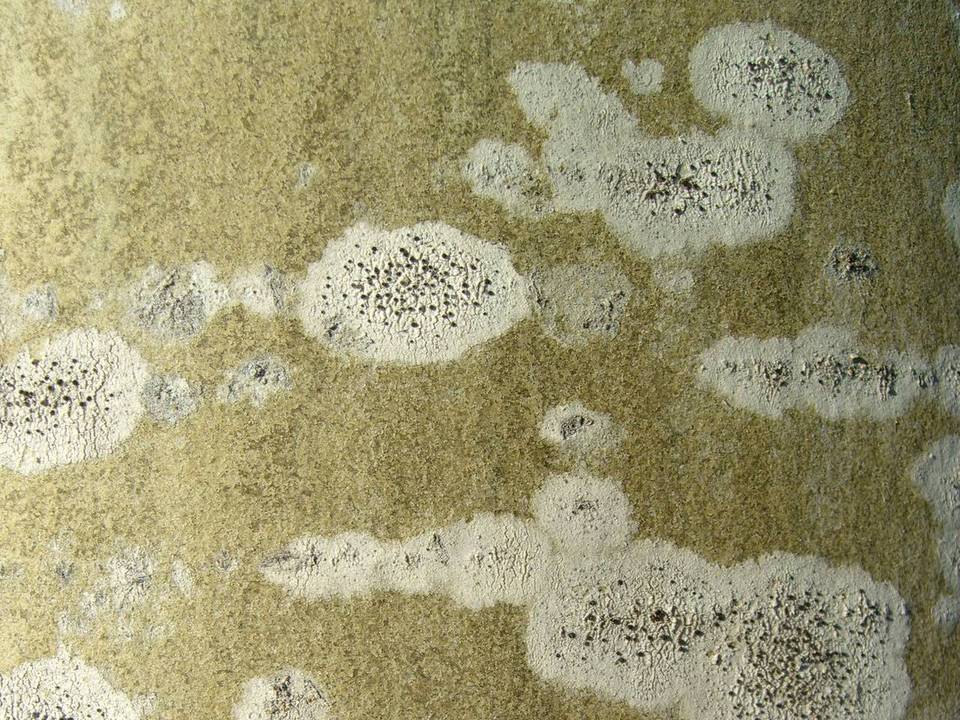 Lecania dubitans image