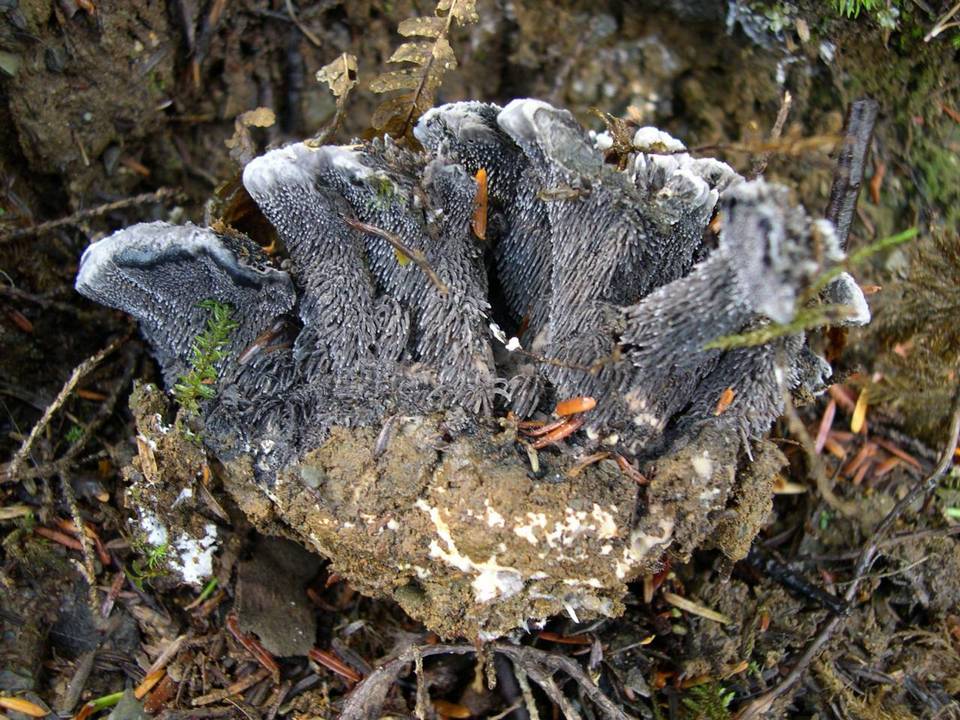 Hydnellum regium image