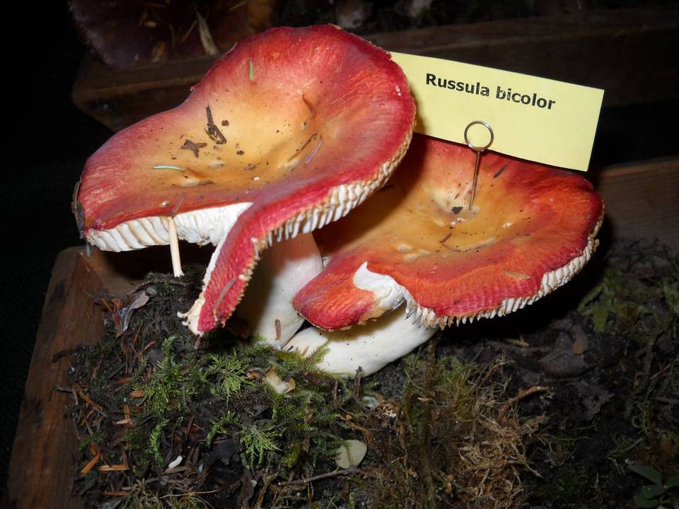 Russula bicolor image