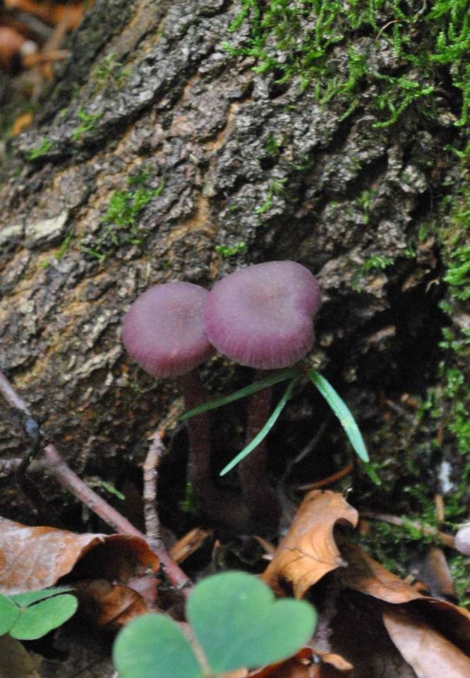 Laccaria amethystea var. amethystea image