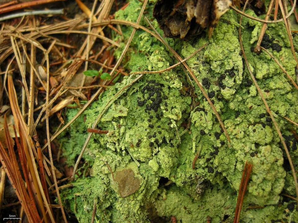 Lecidea berengeriana image