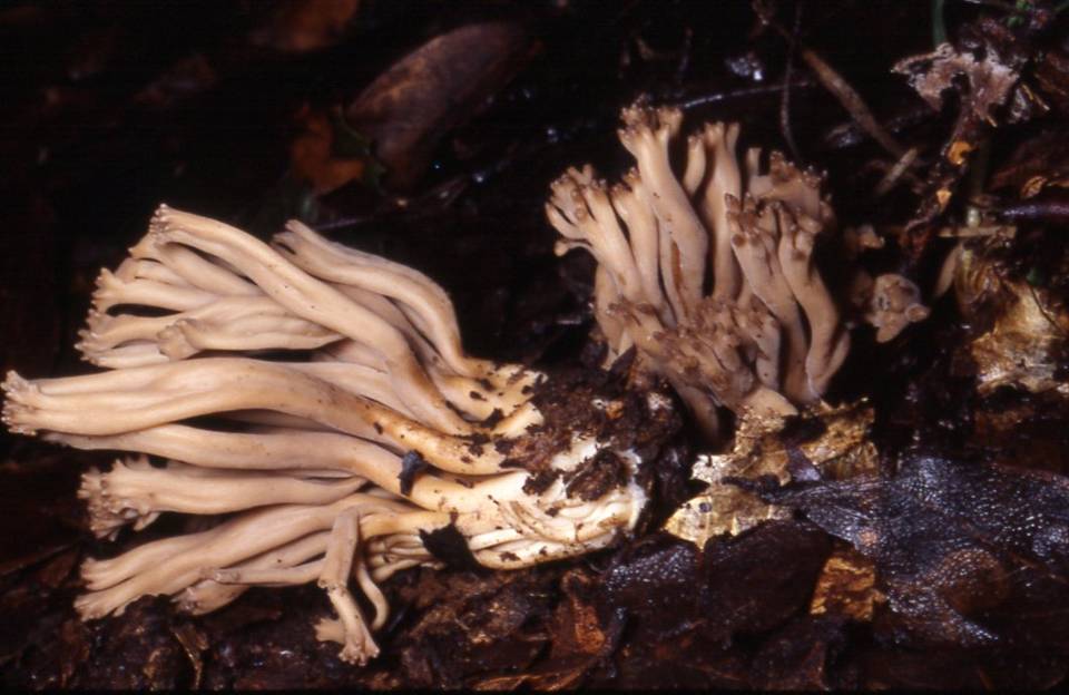Clavulinopsis umbrinella image