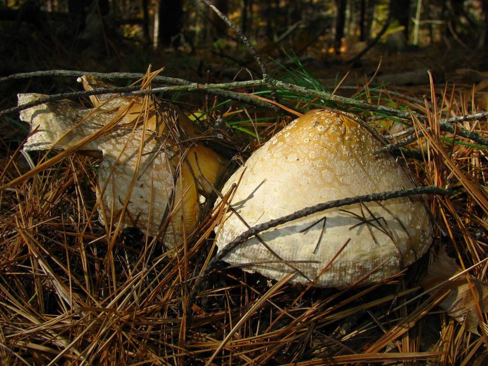 Amanita amerimuscaria image