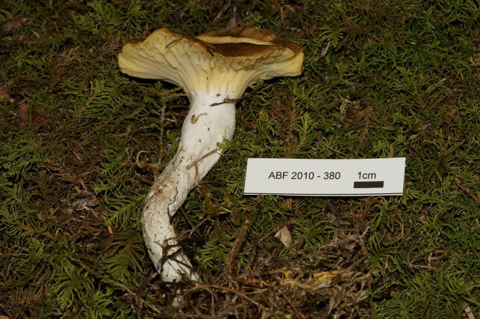 Hygrophorus siccipes image