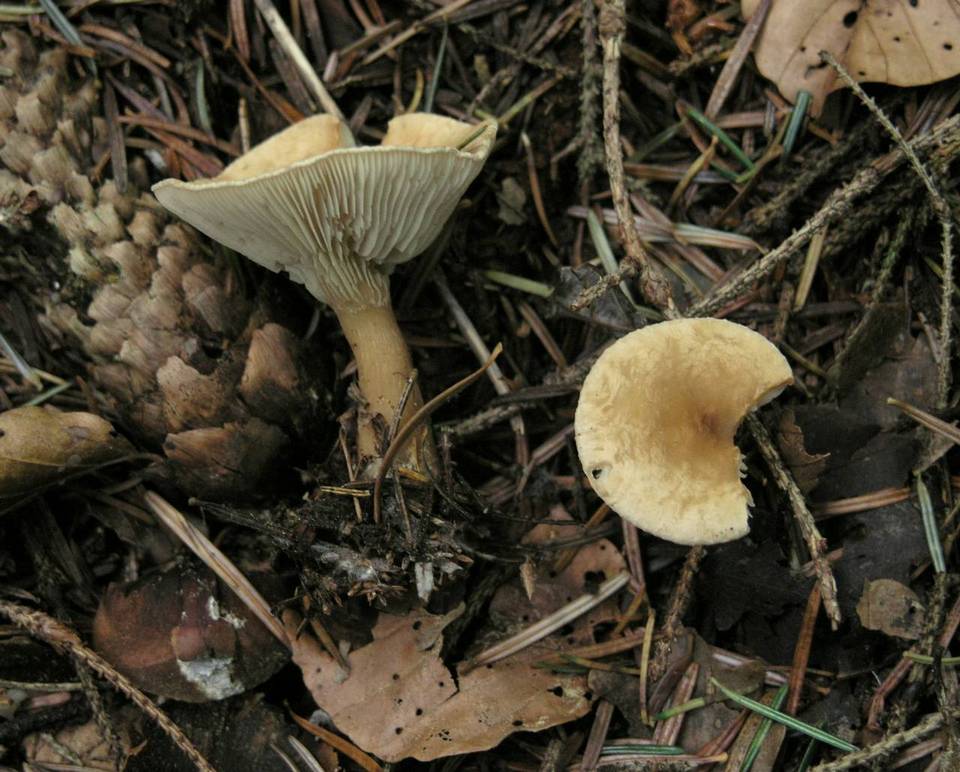 Clitocybe costata image