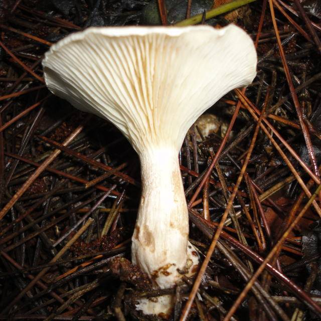 Clitocybe subclavipes image