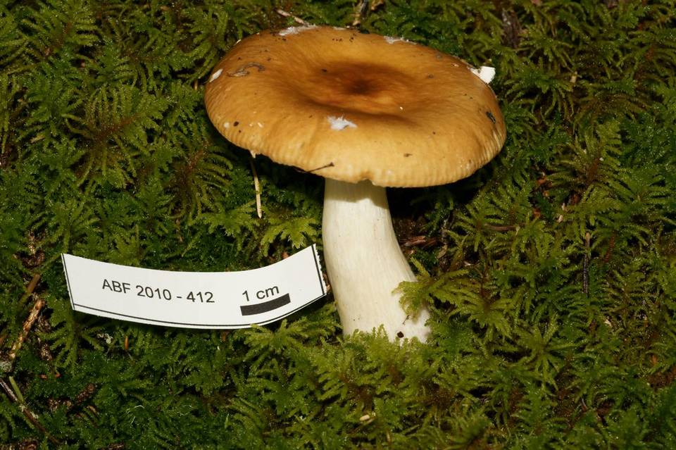 Russula flaviceps image