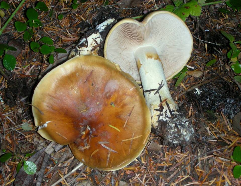 Cortinarius variosimilis image