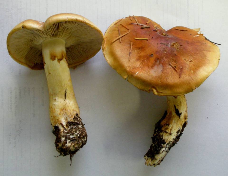 Cortinarius variosimilis image