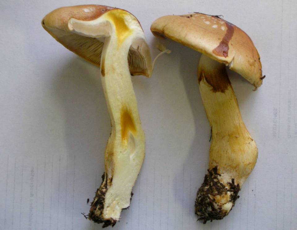 Cortinarius variosimilis image