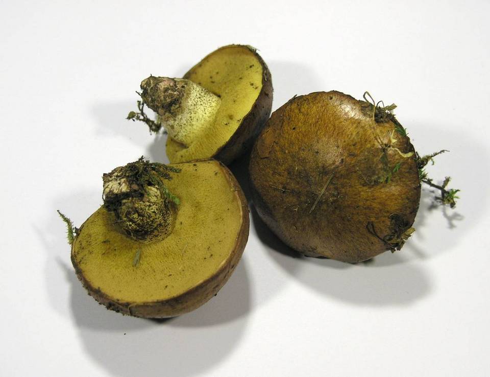 Suillus collinitus image