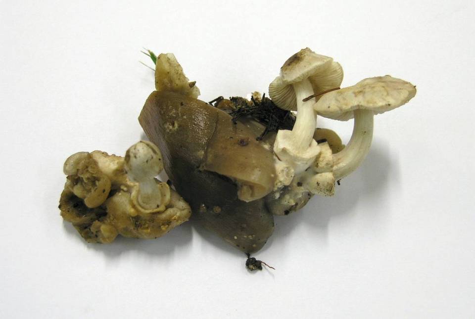 Volvariella surrecta image