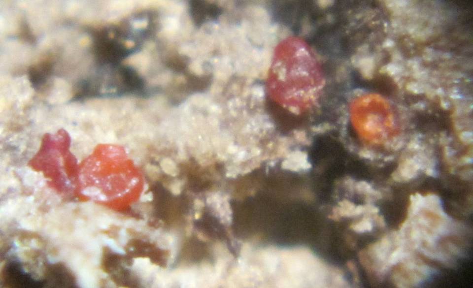Stylonectria purtonii image