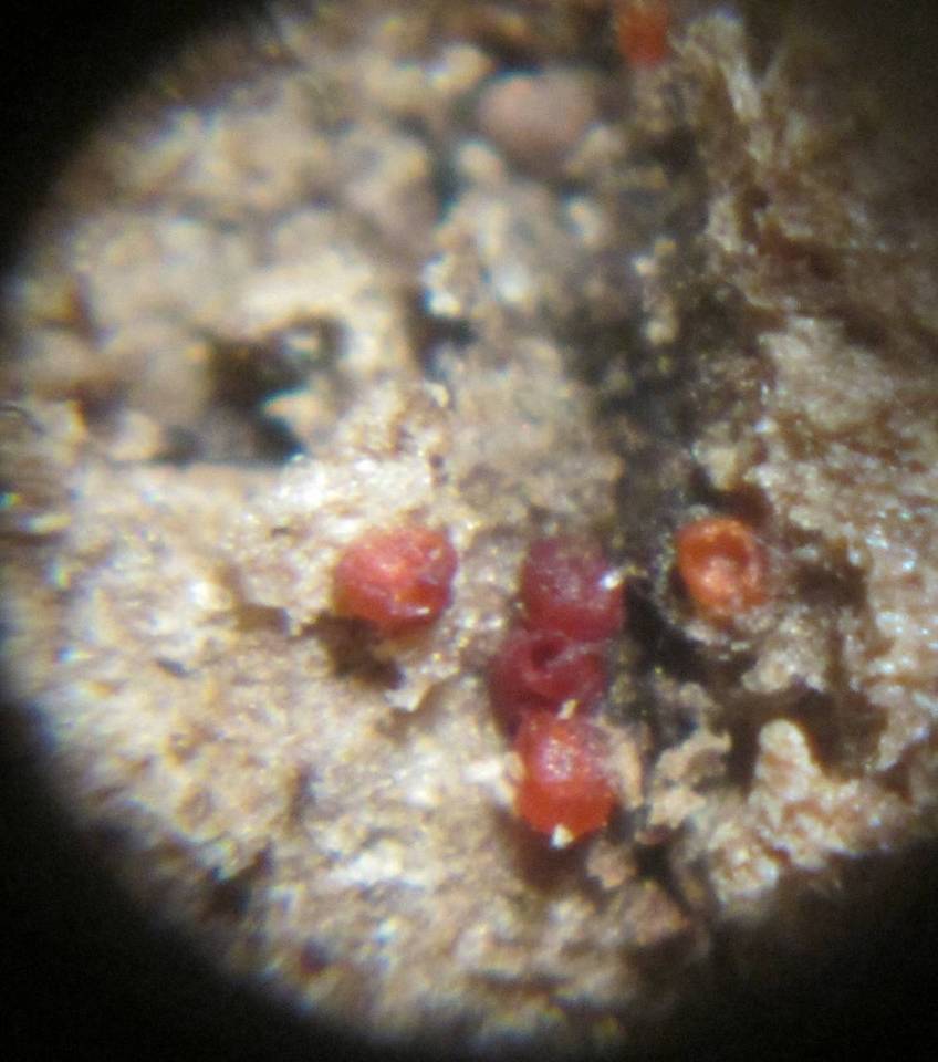 Stylonectria purtonii image
