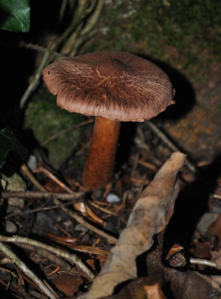 Inocybe adaequata image
