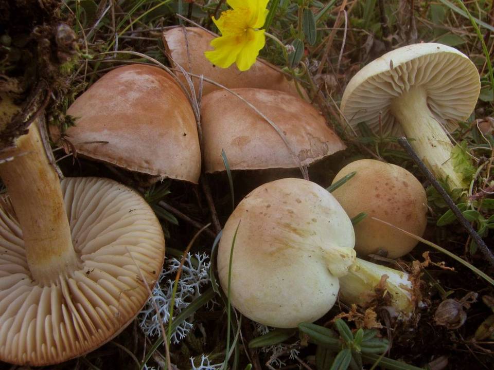 Tricholoma hemisulphureum image