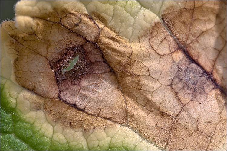 Ramularia primulae image