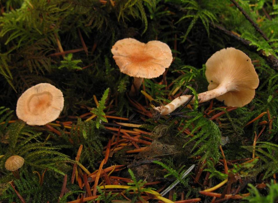 Aphroditeola olida image
