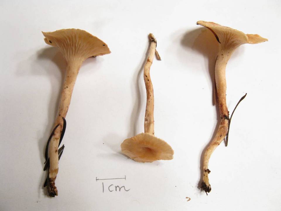 Aphroditeola olida image
