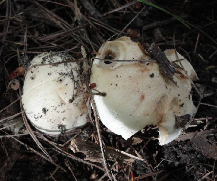 Hebeloma insigne image