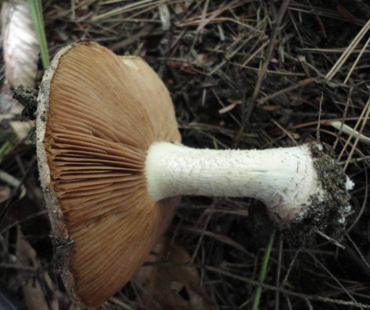 Hebeloma insigne image