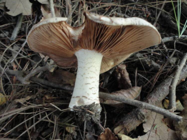 Hebeloma insigne image