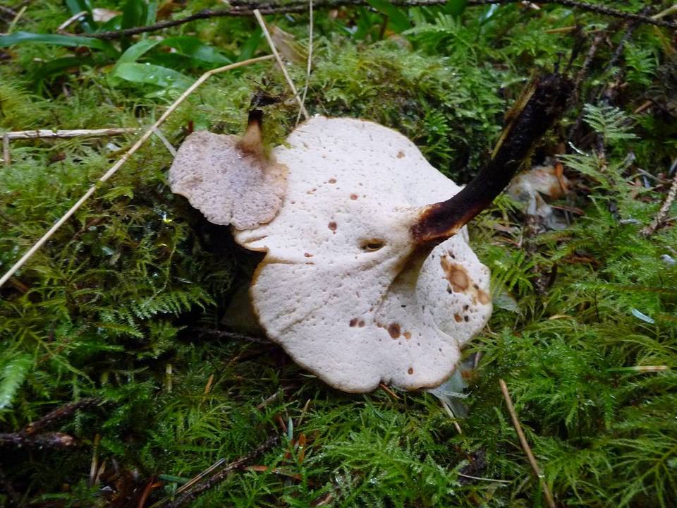 Polyporus guianensis image