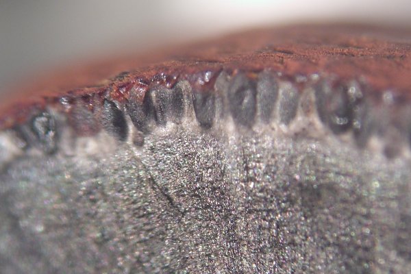 Hypoxylon placentiforme image