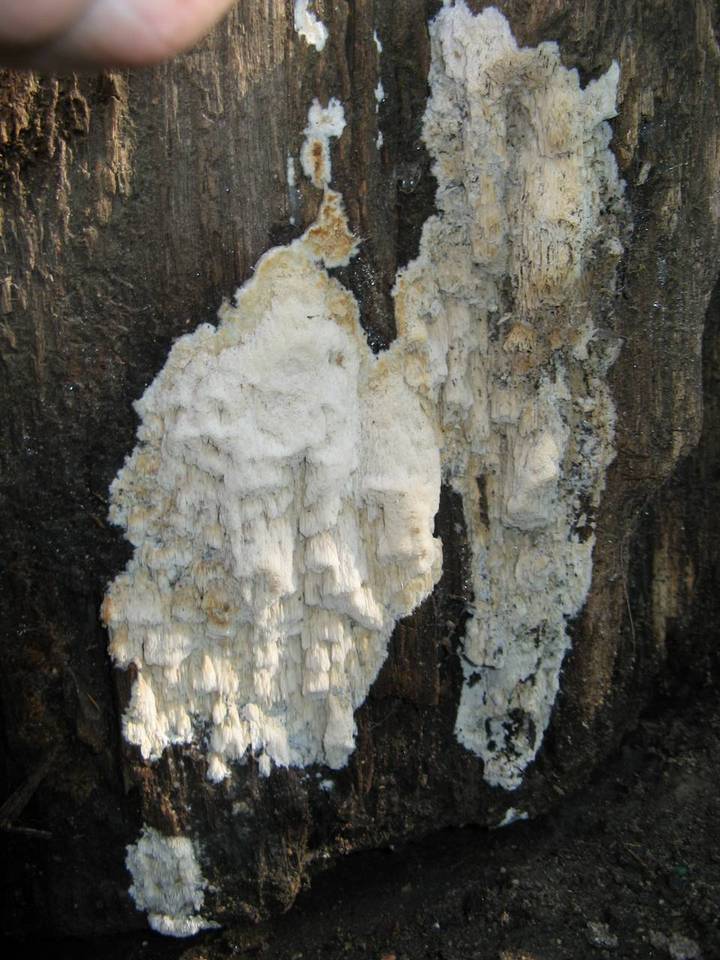 Antrodia heteromorpha image