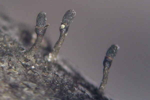 Calicium adaequatum image
