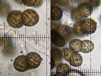 Calicium adaequatum image