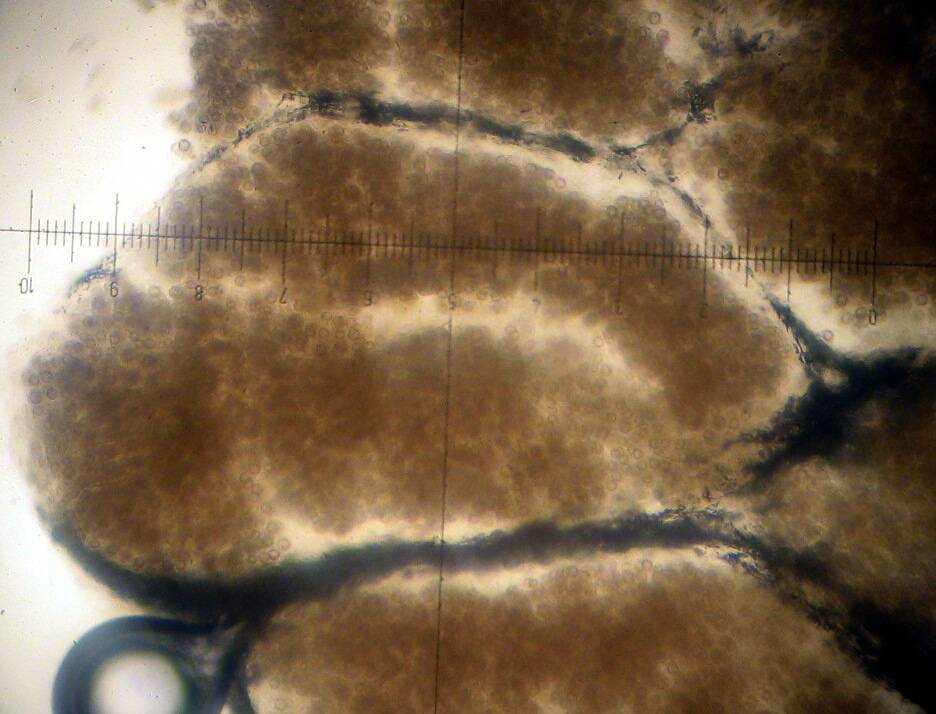 Scleroderma reae image