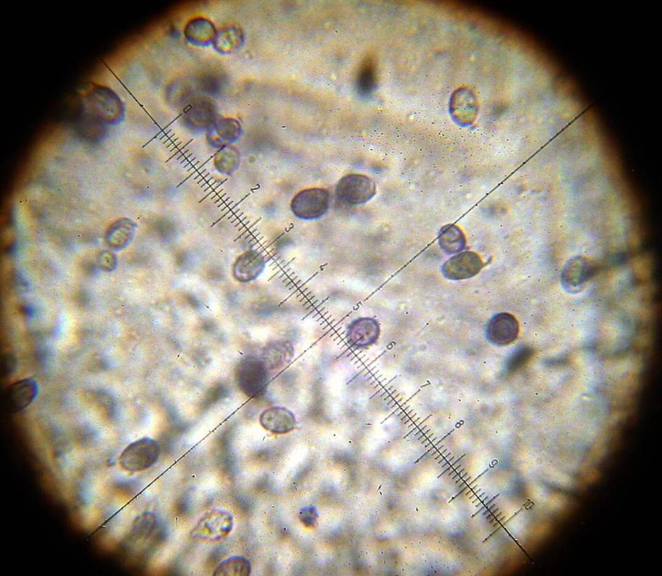 Melanoleuca exscissa var. exscissa image