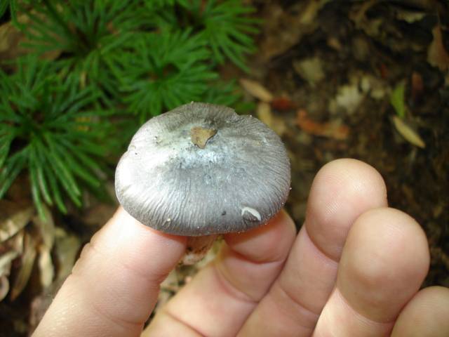 Entoloma bloxami image
