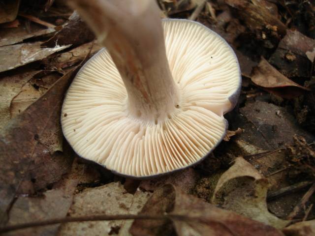 Entoloma bloxami image