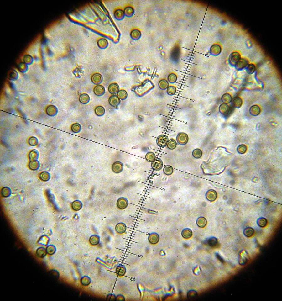 Disciseda brandegei image