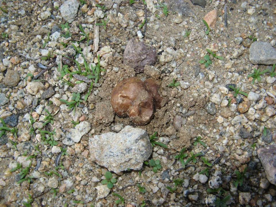 Disciseda brandegei image