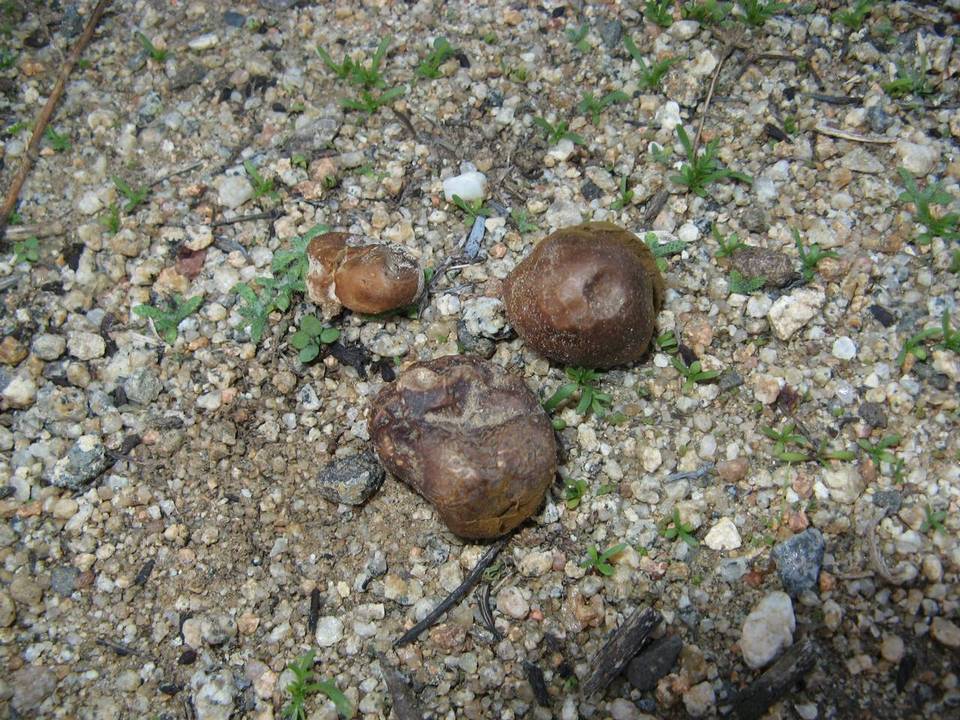 Disciseda brandegei image
