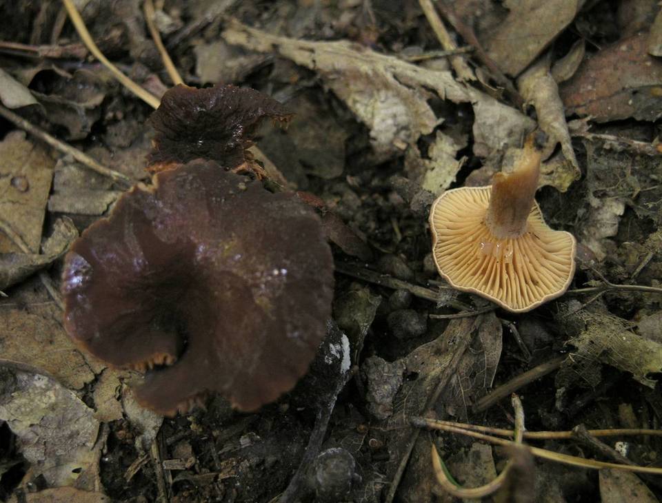 Lactarius serifluus image
