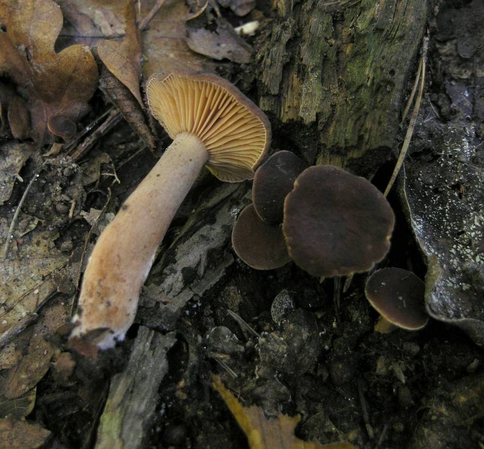 Lactarius serifluus image