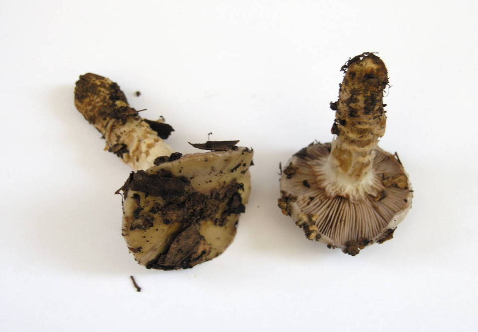 Cortinarius glutinosoarmillatus image